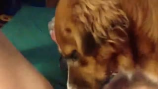 “甜美无罪法律年龄的少年dile为与狗发生口交性行为