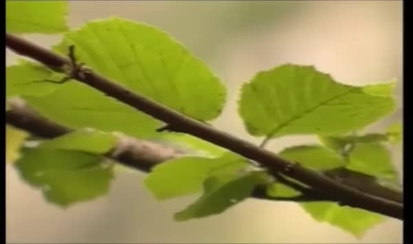 9in Cock Edged In Suspension13