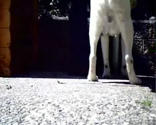 “最近离异的中年警察离婚了，他的狗可以对他进行肛交