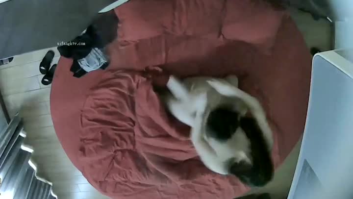 【酒店偷拍甄选 真实源于生活】漂亮大学生和中性女同恋情 女同老公口技十分了得 呻吟刺激好听 享受超凡的性快感