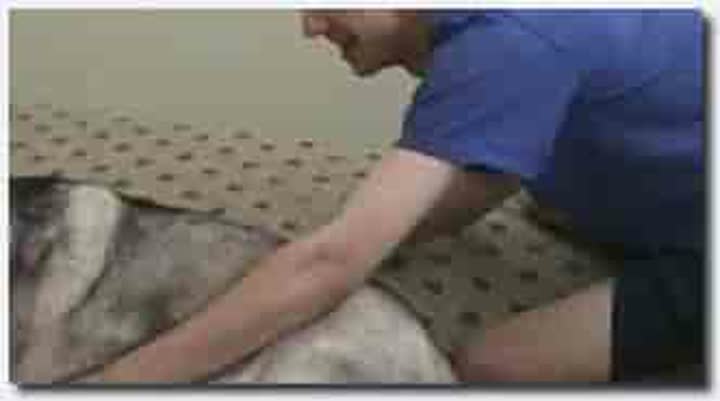 ！人与动物~母狗~母狗长片~Dog Guys And Bitches 4 Husky Bitch