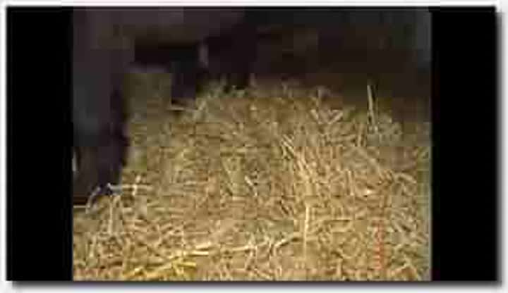 ！人与动物~公马~Horse