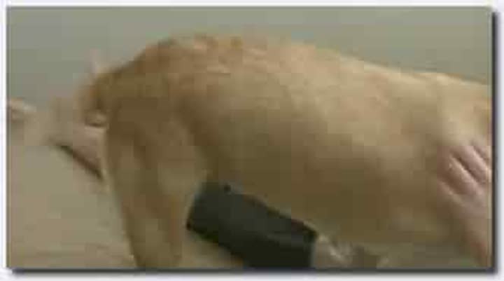 ！人与动物~母狗~母狗长片~Dog Man Chunky Not Creamy Excellent