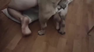 “色情青少年-可爱的黑发被她的狗钉住，直到他的球深不可测