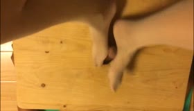 夹板肉色丝袜足交