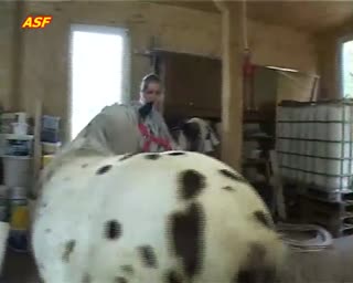 “淘气金发女郎从背后在疯狂的马性爱视频