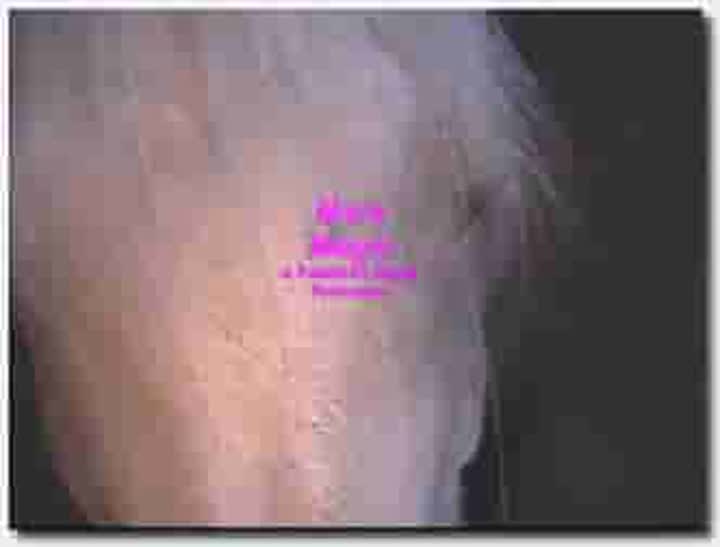 ！人与动物~母马~母马~新建文件夹~MareMagicII