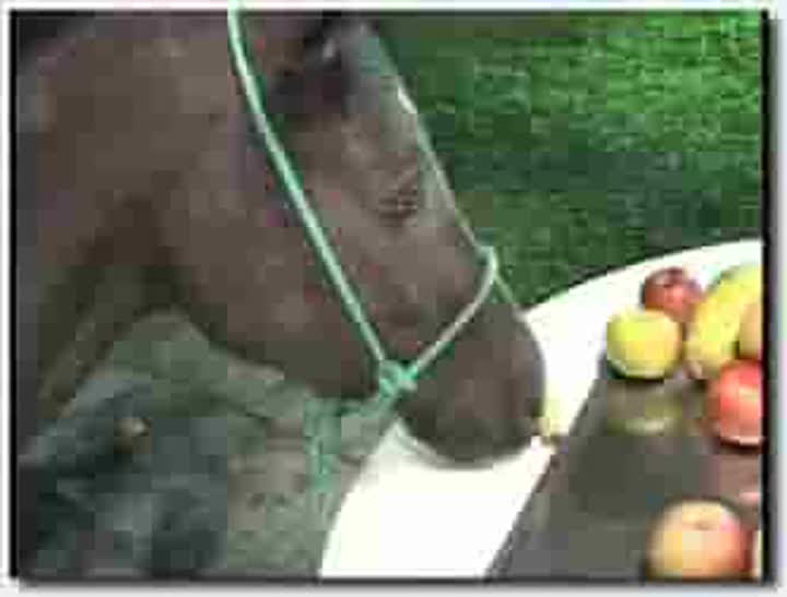 ！人与动物~母马~！母马~Mister Horse O Comedor De Egua 1