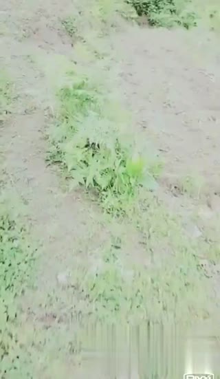 上山采药踩到大萝卜~大奶妹妹与大萝卜的激情相遇~