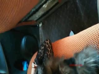 御姐搭上顺风车被老司机下药到矿泉水里 边走边摸拉到偏僻的地方 穿黑丝竟然不穿内裤 肥美BB露出无套内射