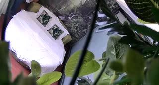 干爹化身森林之王 外约黑长直妹妹