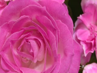 筱田ゆき.ミクロな彼女にイタズラ三昧！