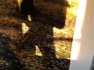 绝世精品曾经超火的白虎妹妹