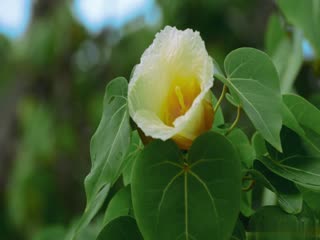 黑到发亮的大黑屌爆肏白到发光的白虎穴小骚货-